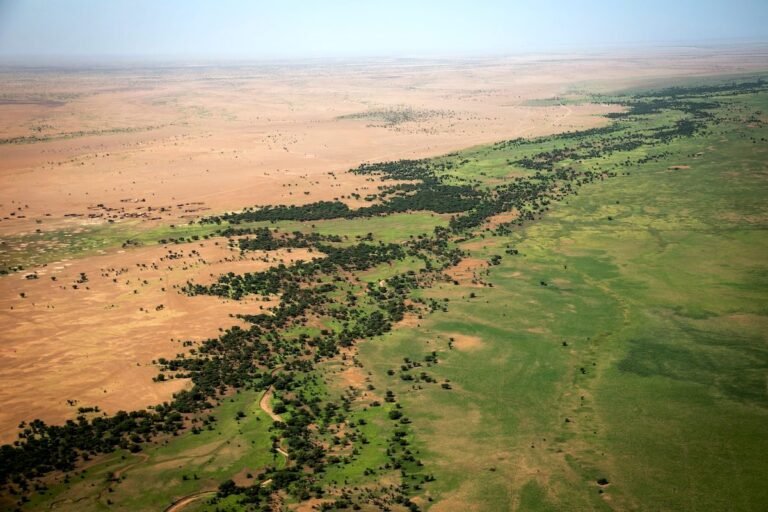 Progress on Africa's 'Great Green Wall' Stalls as Seedlings Die Off