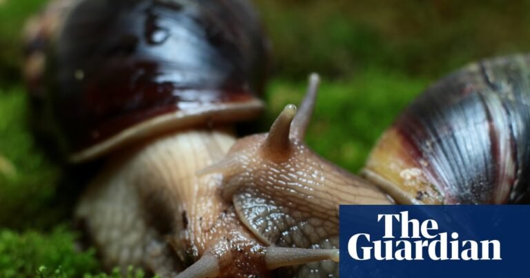 Readers reply: Why aren’t more animals hermaphrodites? | Life and style Readers reply: Why aren’t more animals hermaphrodites? | Life and style