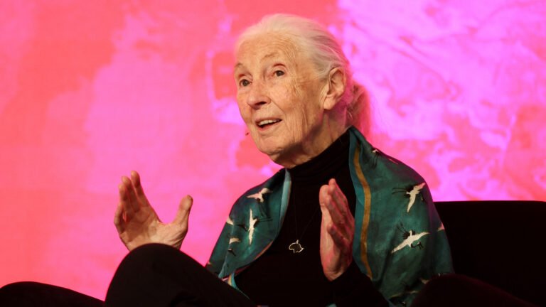 Renowned chimpanzee researcher Jane Goodall dies at 91 | Newsfeed