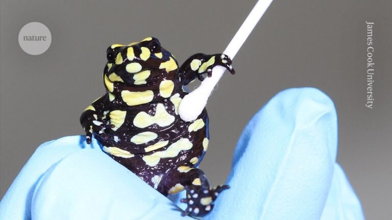 Should genetically modified wildlife be banned? Scientists weigh the risks