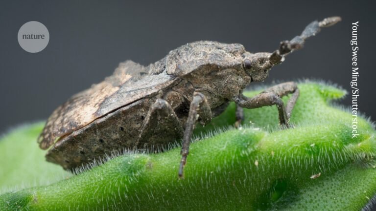Stinkbug ‘ear’ actually hosts parasite-fighting fungi