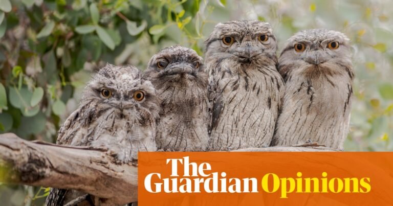Tawny frogmouths take patience to appreciate. But they will reward you with insights into their remarkable lives | Stephanie Convery