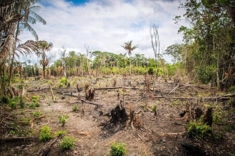 The World Is Failing to Slow the Loss of Its Forests