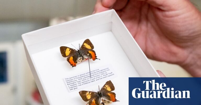 The great butterfly heist: how a gentleman collector stole thousands of butterflies from Australian museums | Butterflies