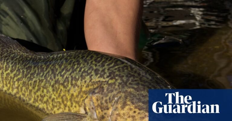 The not-so-little Murray cod that could: fish tracked swimming 900km along Australia’s biggest river system | Murray-Darling Basin The not-so-little Murray cod that could: fish tracked swimming 900km along Australia’s biggest river system | Murray-Darling Basin