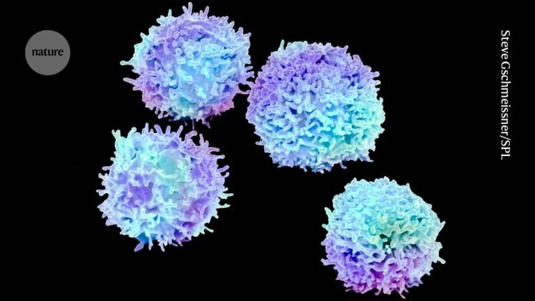 These immune cells won Nobel fame — can they solve autoimmune disease?