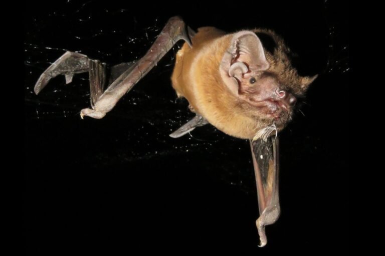 This Bat Recorded Itself Catching and Eating a Songbird in Midair