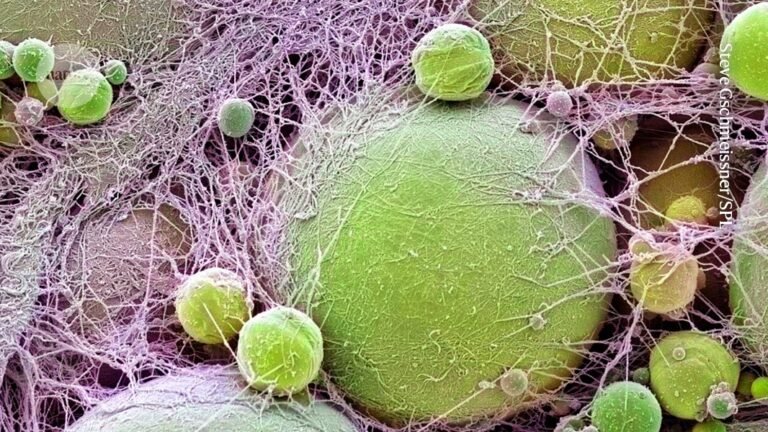 This gene causes obesity — and shields against heart disease