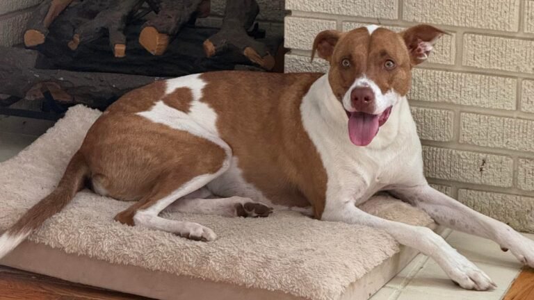 A brown and white dog on a cushion.