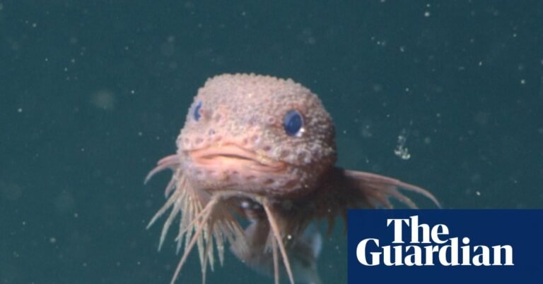 Week in wildlife: a bumpy snailfish, a slow loris and a whistle pig