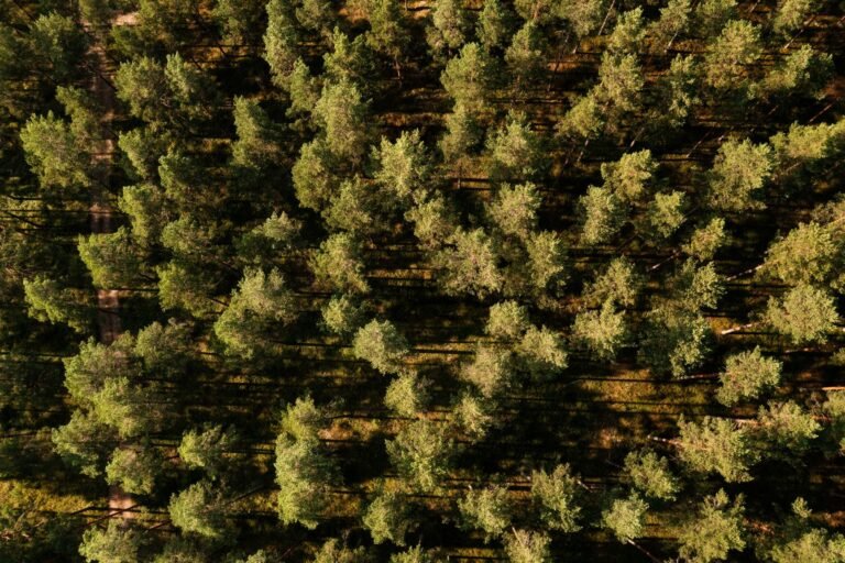 Aerial View Of A Pine Forest