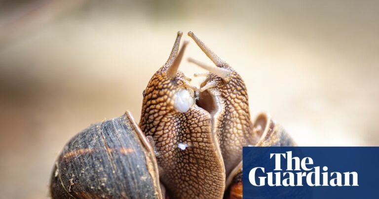 Why aren’t more animals hermaphrodites? | Life and style Why aren’t more animals hermaphrodites? | Life and style
