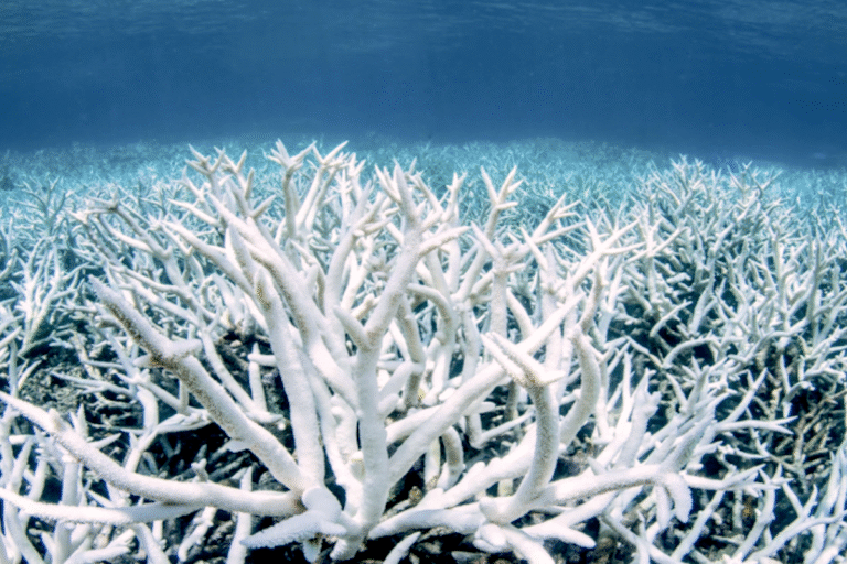 World Reaches a Climate 'Tipping Point,' Imperiling Coral Reefs