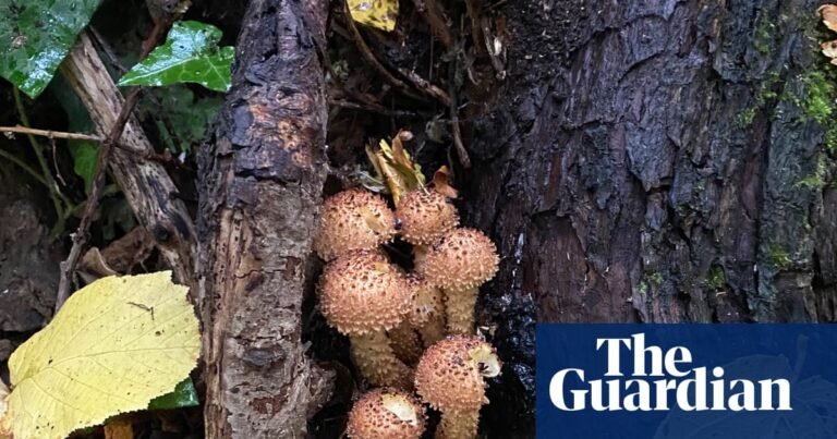 Young country diary: Bright or dull, fungi are my wonders of the woods | Fungi