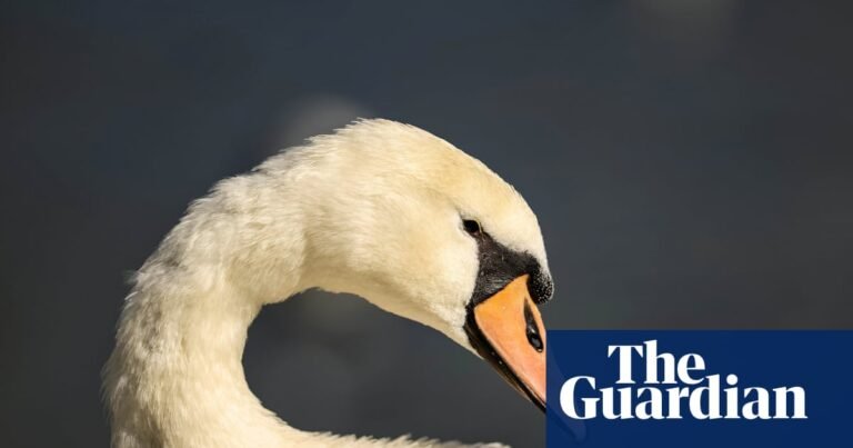 ‘A problematic species’: California to allow hunting of ‘very aggressive’ swans | US news