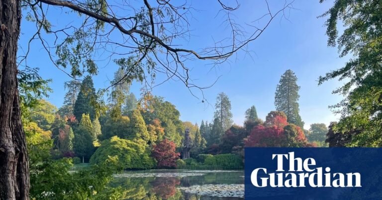 ‘Fiery and spectacular’ rainbow of autumn colour set to bloom across UK | Gardens