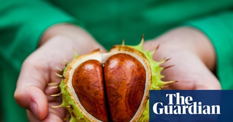 ‘Nature’s Labubu’: why are gen Z ‘unboxing’ conkers? | TikTok ‘Nature’s Labubu’: why are gen Z ‘unboxing’ conkers? | TikTok