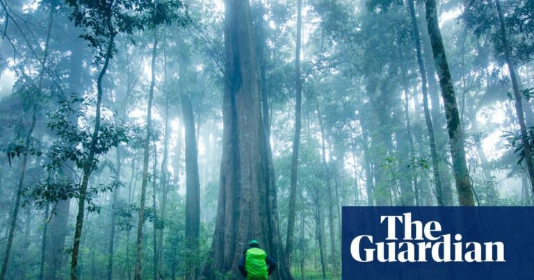 ‘This is bad news’: Australian tropical rainforest trees switch in world first from carbon sink to emissions source | Greenhouse gas emissions