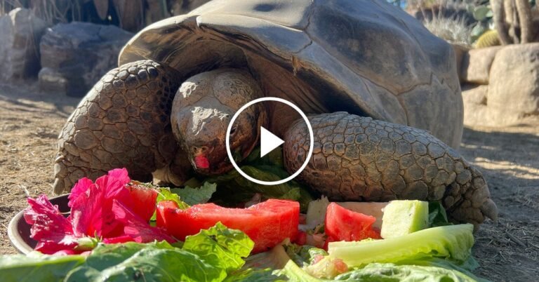 A San Diego Zoo Galápagos Tortoise, Thought to Be 141, Is Dead