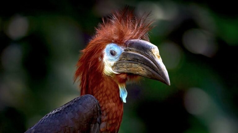 A Troubling Rise in the Grisly Trade of a Spectacular African Bird