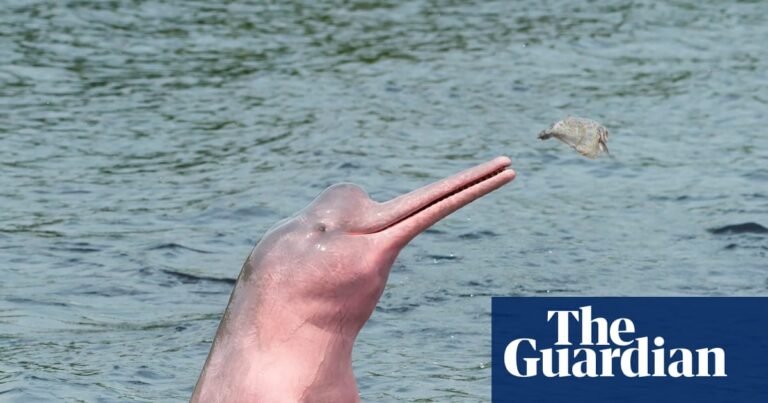 Amazon lakes hit ‘unbearable’ hot-tub temperatures amid mass die-offs of pink river dolphins – study | Amazon rainforest Amazon lakes hit ‘unbearable’ hot-tub temperatures amid mass die-offs of pink river dolphins – study | Amazon rainforest