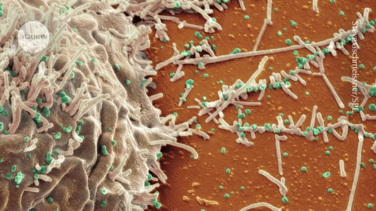 Antibody drugs show promise for treating bird flu and HIV