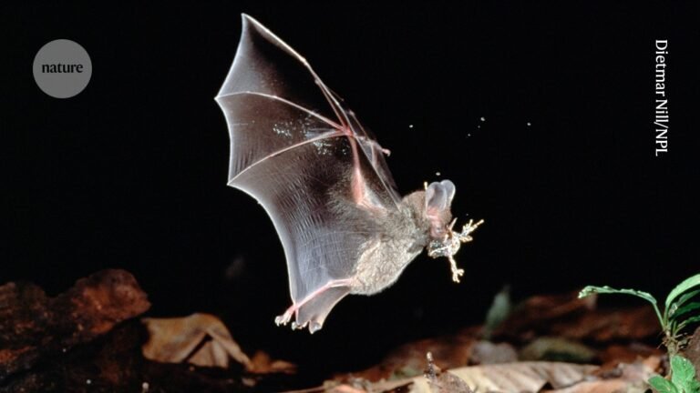 By the time you hear these bats, it’s too late