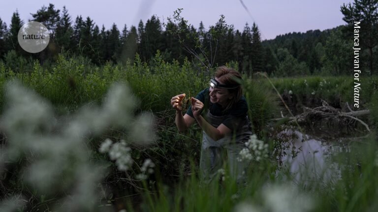Chasing crayfish and the leeches that live on them