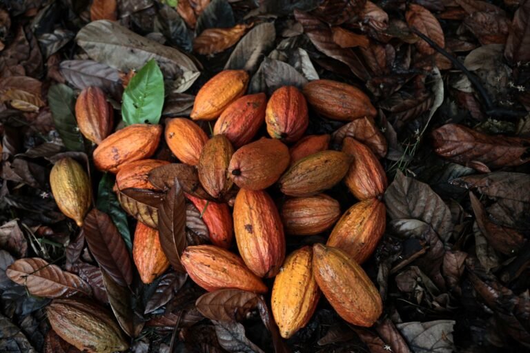 Cocoa harvest