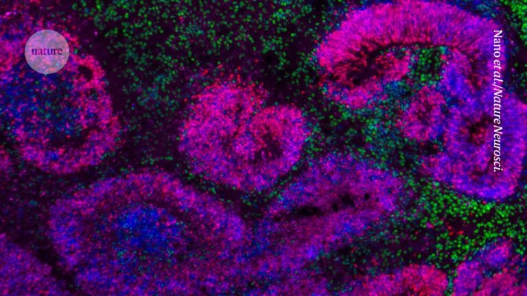 First ever atlas of brain development shows how stem cells turn into neurons