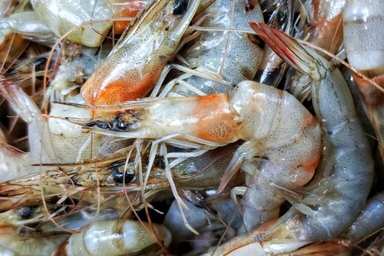 Foreign Food Safety Inspections Hit Historic Low After Trump Cuts — ProPublica