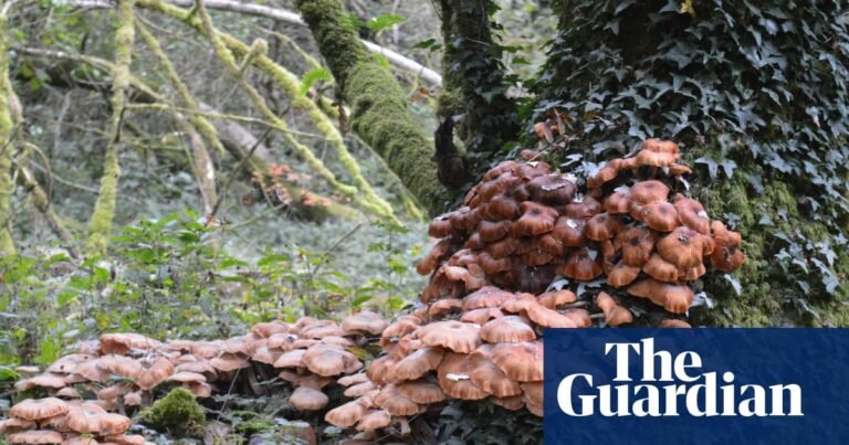 Hot summer and damp autumn cause UK boom in destructive honey fungus | Fungi
