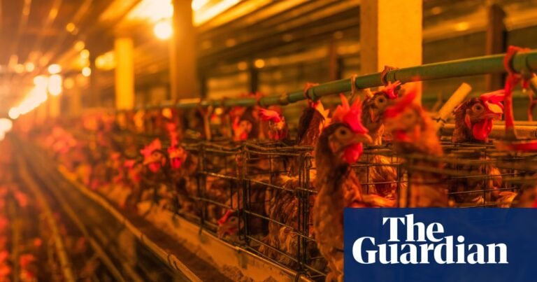 Intensive livestock farms fail to declare climate impacts in ‘emissions scandal’ | Environment