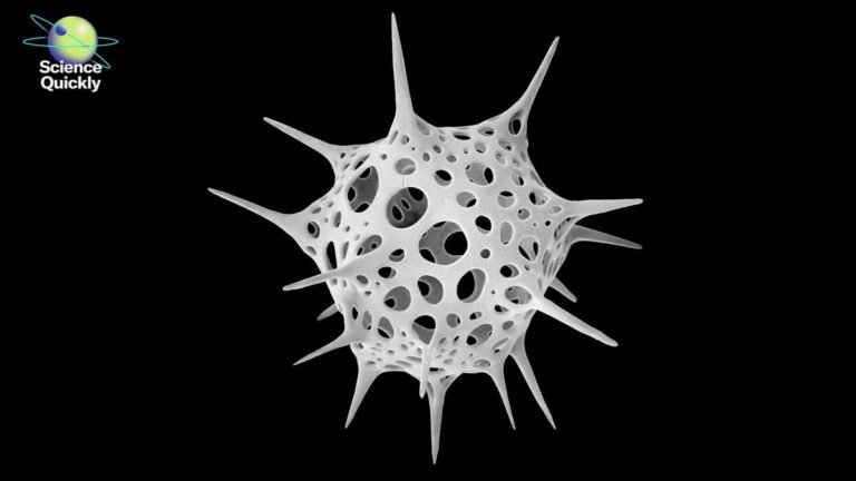 Michael Benson’s Nanocosmos Explores Natural Design through Scanning Electron Microscopy Michael Benson’s Nanocosmos Explores Natural Design through Scanning Electron Microscopy