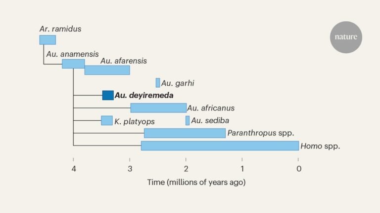 Mystery owner of African hominin foot identified