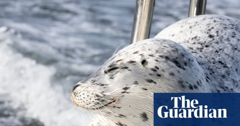 Seal escapes from pod of killer whales by jumping on to photographer’s boat | Wildlife Seal escapes from pod of killer whales by jumping on to photographer’s boat | Wildlife