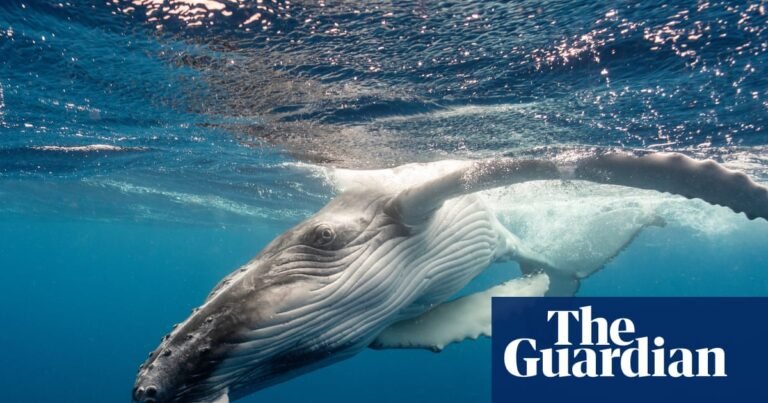 Stranded whale euthanized after failed rescue attempt off Oregon coast | Oregon