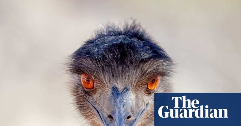The 2025 BirdLife Australia photography awards – in pictures | Birds