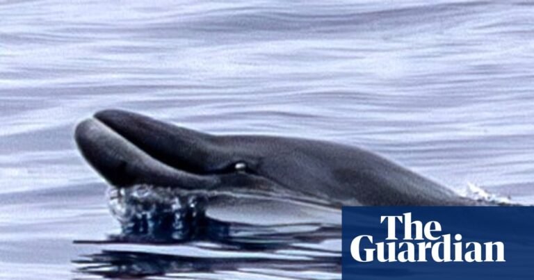These rare whales had never been seen alive. Then a team in Mexico sighted two | Whales