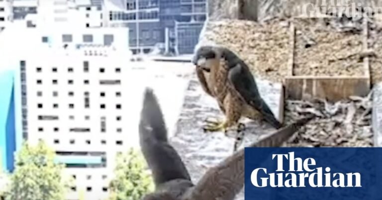 We have lift-off! Melbourne’s skyscraper peregrine chicks take to the sky | Melbourne