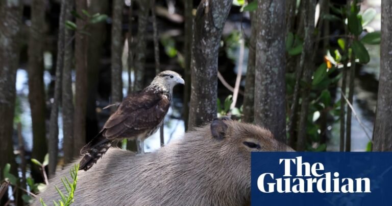 Week in wildlife: a chilled capybara, a bear at nursery and a Welsh polecat