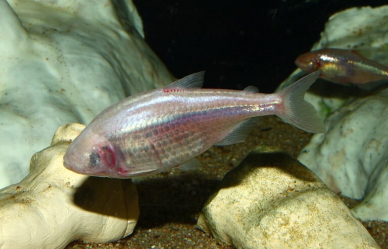 What Blind Cave Fish and Venomous Snails Can Teach Us about Diabetes