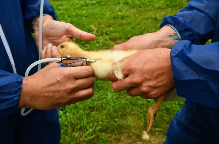 What the U.S. Government Is Dismissing That Could Seed a Bird Flu Pandemic — ProPublica