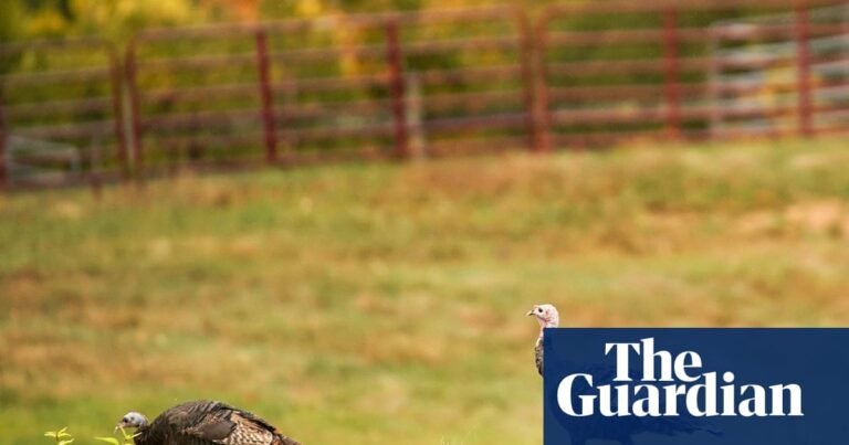 Wild turkeys off the menu in Maine after ‘forever chemicals’ found in birds | Maine