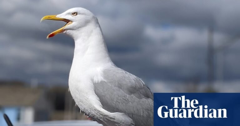 Worth a shout? Yelling is best way to deter gulls, UK study suggests | Animal behaviour Worth a shout? Yelling is best way to deter gulls, UK study suggests | Animal behaviour