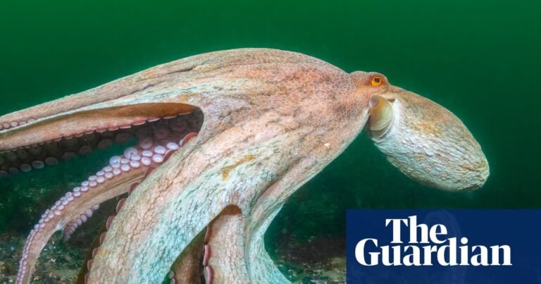 2025 is ‘year of the octopus’ as record numbers spotted off England’s south coast | Marine life