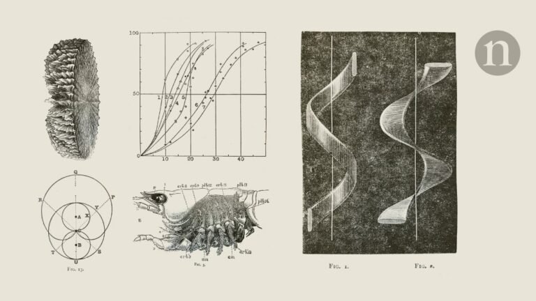 A poetic ode to eddies and an earwig’s brush with death