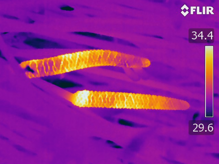 Before Flowers Existed, Ancient Cycad Plants Lured Insects with Heat