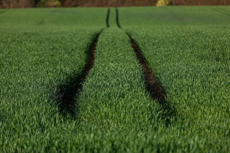 Biofuels 2026 Outlook