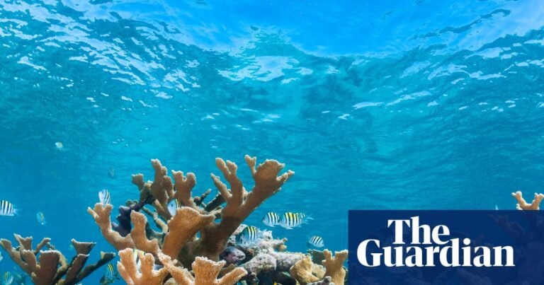 Caribbean reefs have lost 48% of hard coral since 1980, study finds | Coral
